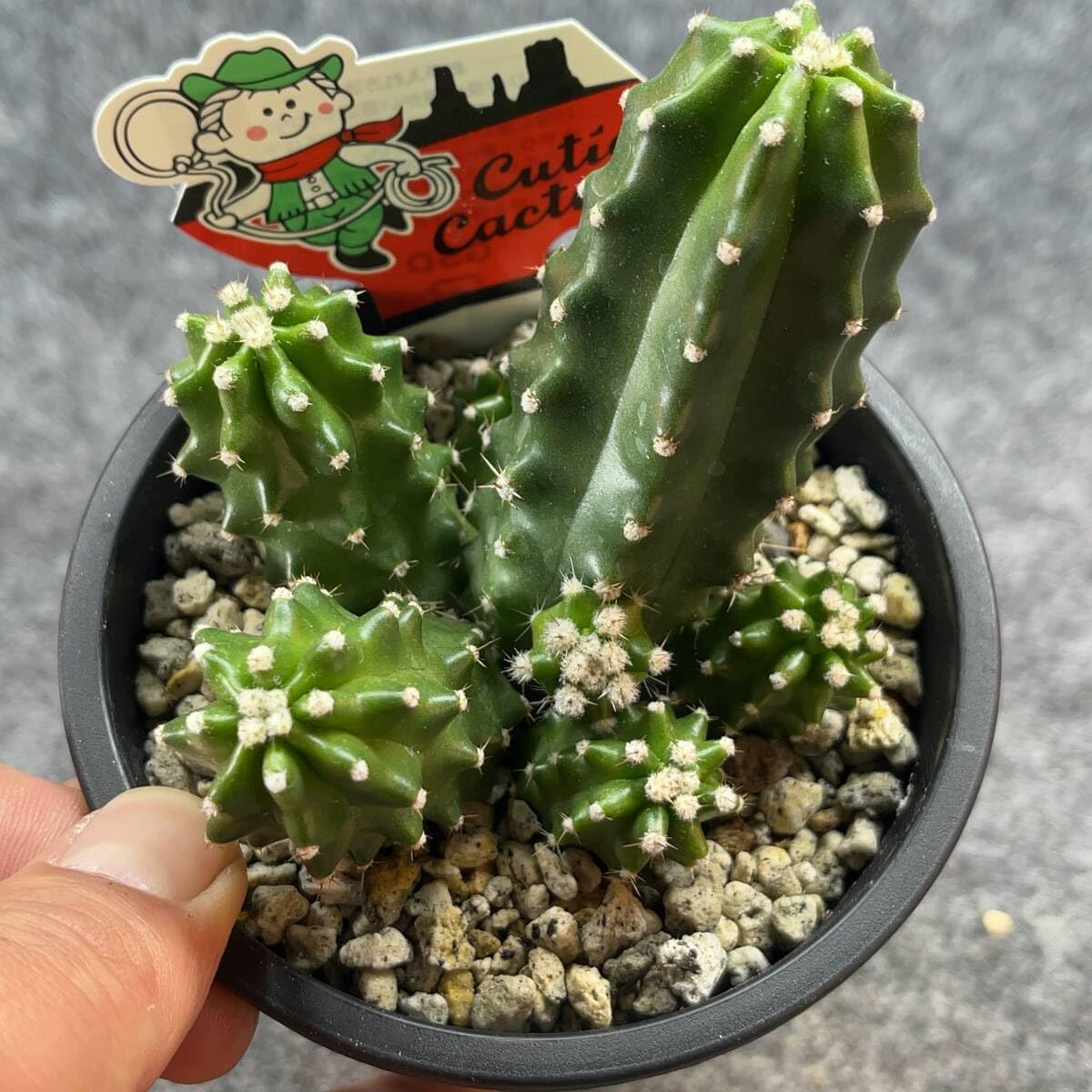 Amazon.co.jp: 鉢ごと発送エキノセレウス 鬼見城 chinocereus